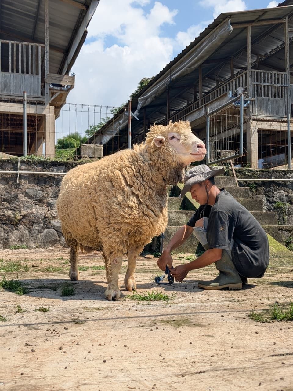 Domba sedang dirawat di area peternakan
