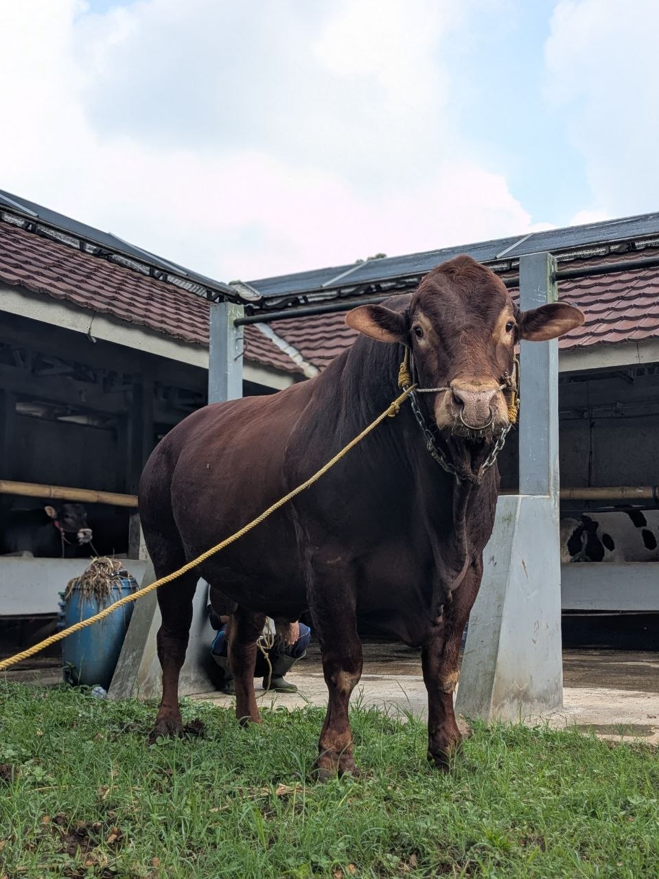 Sapi jantan Saudagar Farm di depan kandang