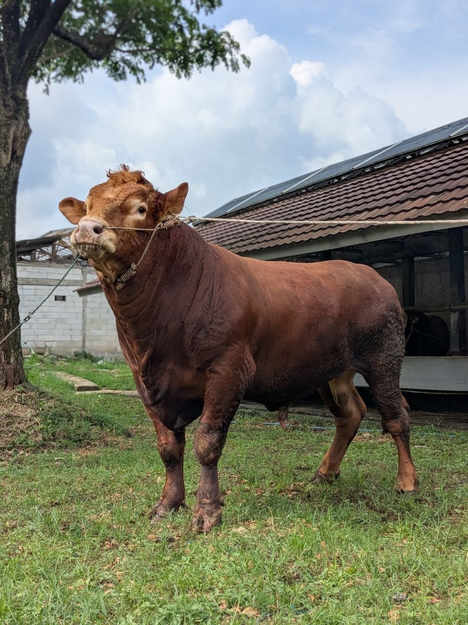 Sapi cokelat sehat di area peternakan