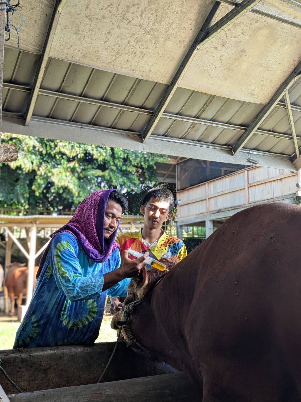 Perawatan sapi oleh petugas kandang