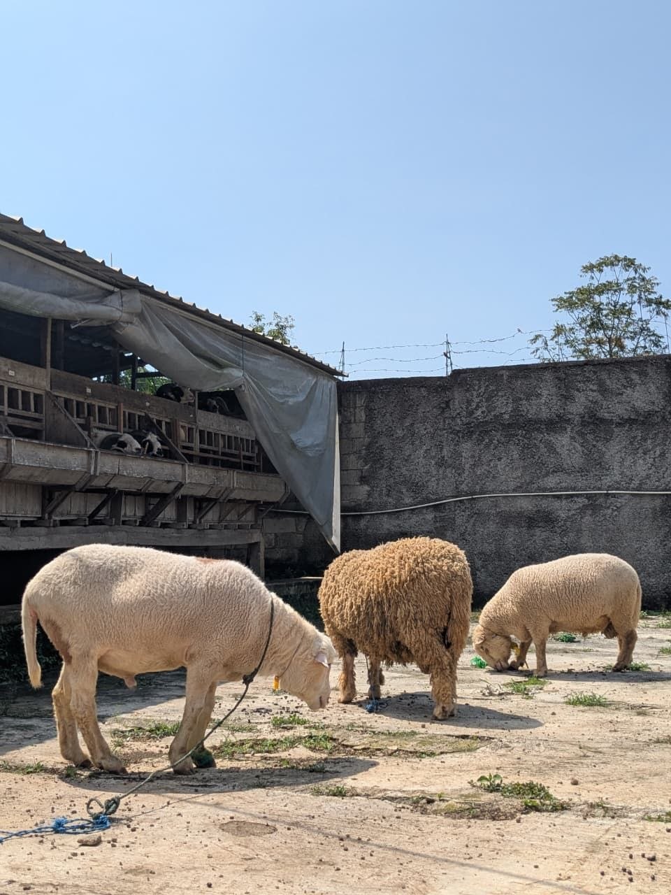 Kawanan domba di area terbuka