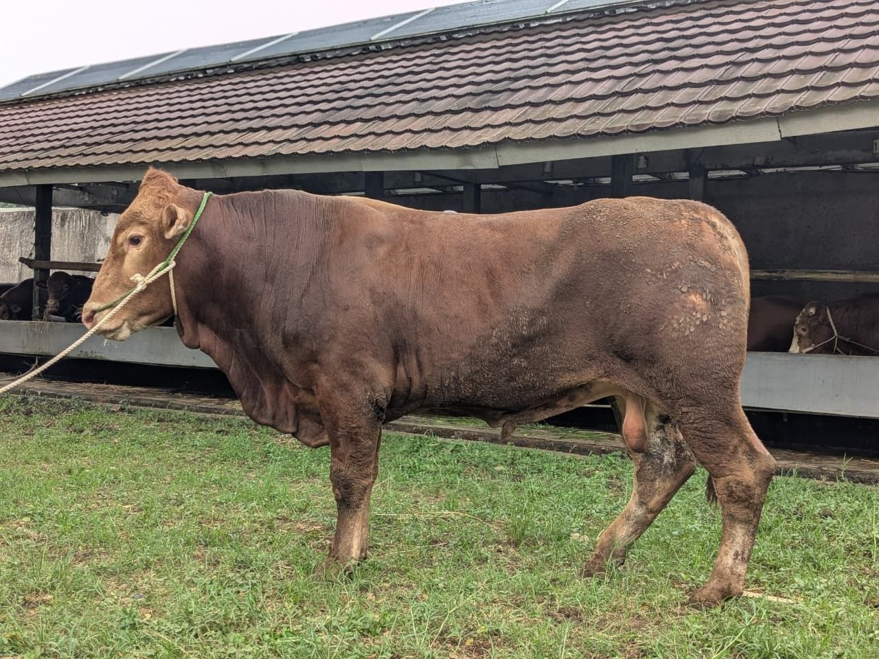 Sapi cokelat berjalan di depan kandang