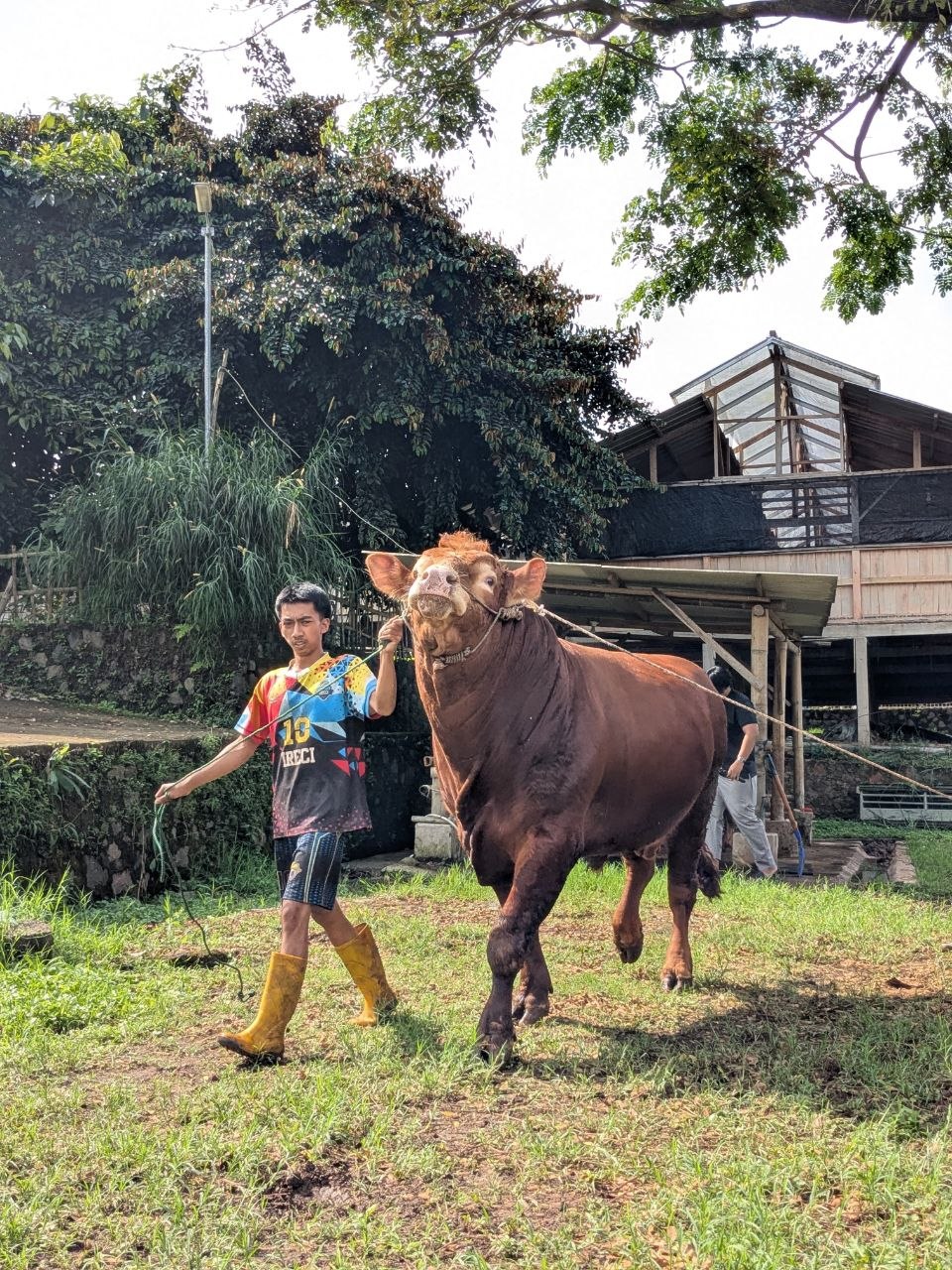 Petugas membawa sapi di area peternakan