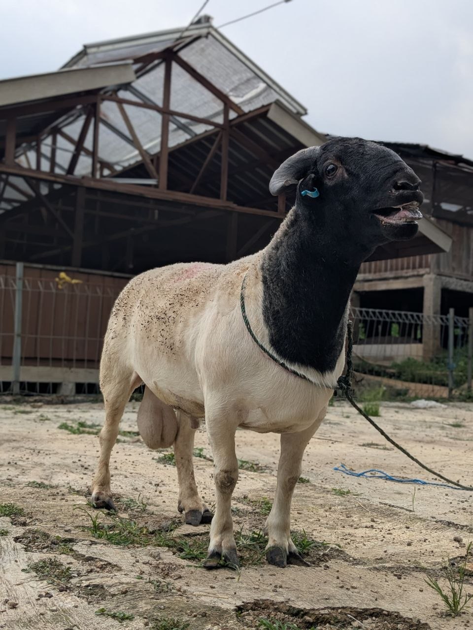 Domba hitam putih di area peternakan
